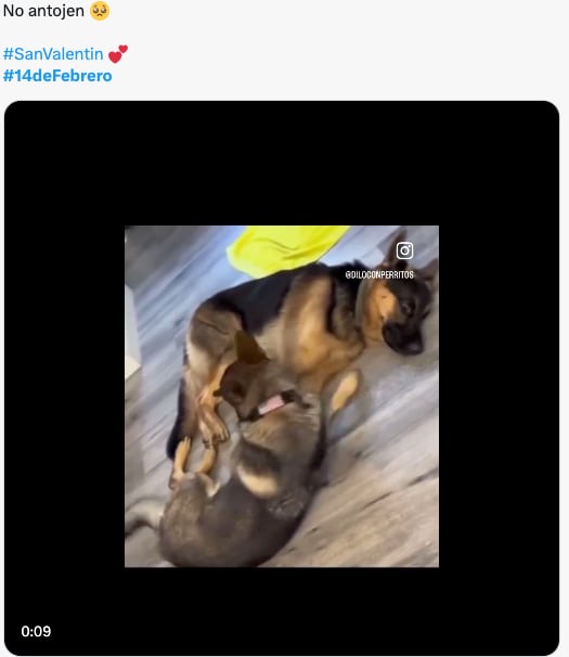 Estos son los mejores memes del 14 de febrero, Día de San Valentín