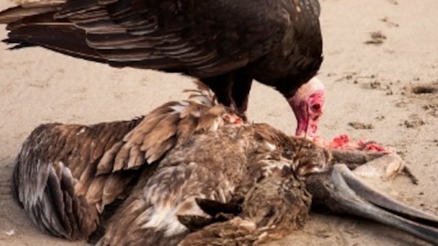 Se desataron los zopilotes tras el informe