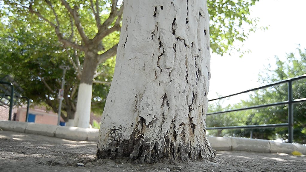 ¿Por qué no deberías ponerle cal a un árbol? Efectos adversos que le provocarías