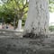¿Por qué no deberías ponerle cal a un árbol? Efectos adversos que le provocarías