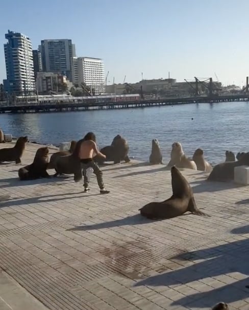 Hombre que guía a lobos marinos