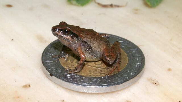 Especie de rana "miniatura": Craugastor cueyatl