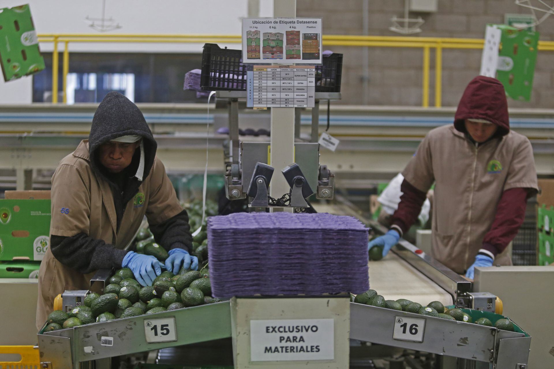 Conflicto con Estados Unidos por aguacate