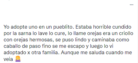 Tweet adoptó y curó a un perro, le pagó yéndose con otra familia.