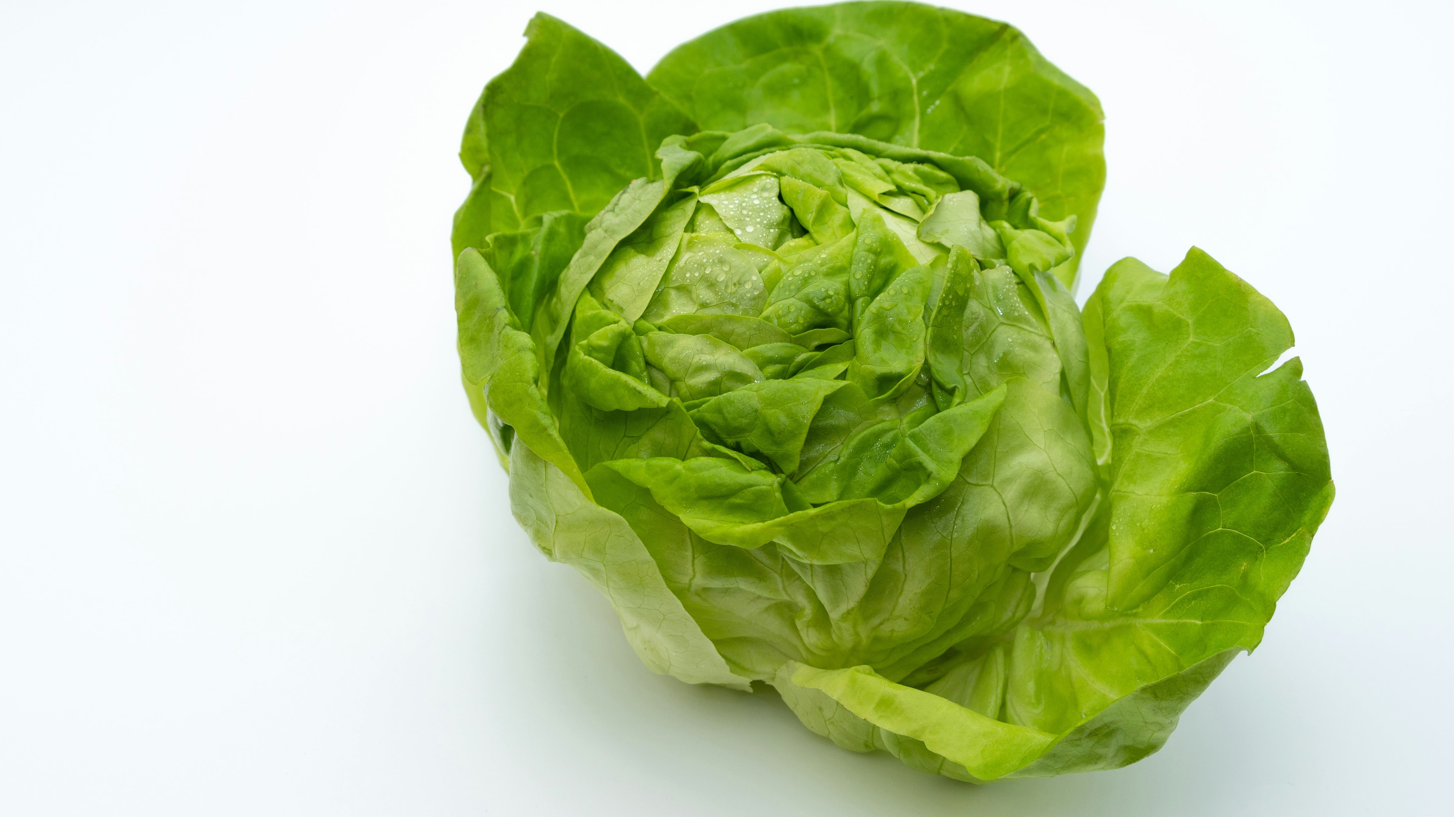 Identifican la lechuga vinculada al brote de ciclosporiasis con proveedor mexicano