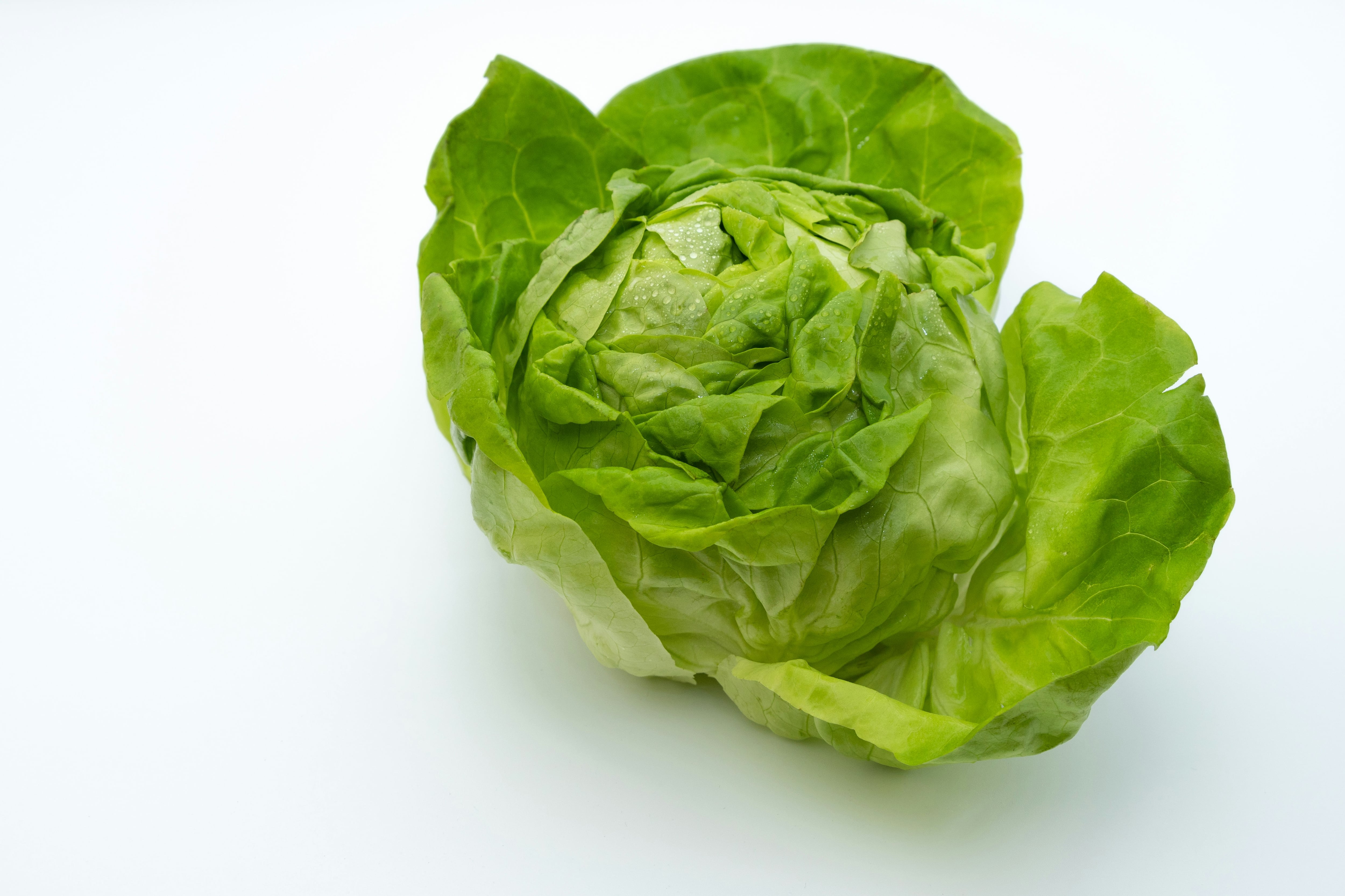 Identifican lechuga que estaría relacionada con el brote de ciclosporiasis
