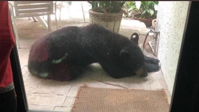 Oso negro frente a casa en San Pedro