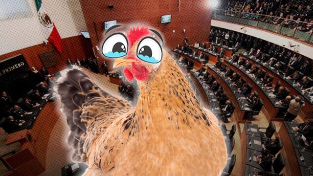 Una gallina fue sacrificada en la Cámara de Senadores por un senador de Morena