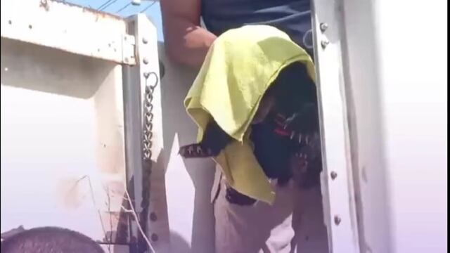 VIDEO: Osito es rescatado de una palmera en Apodaca, Nuevo León