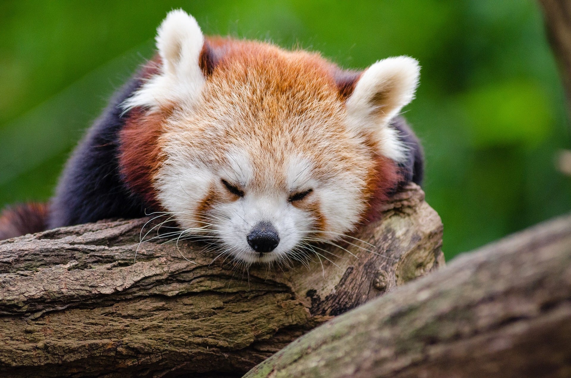 panda rojo