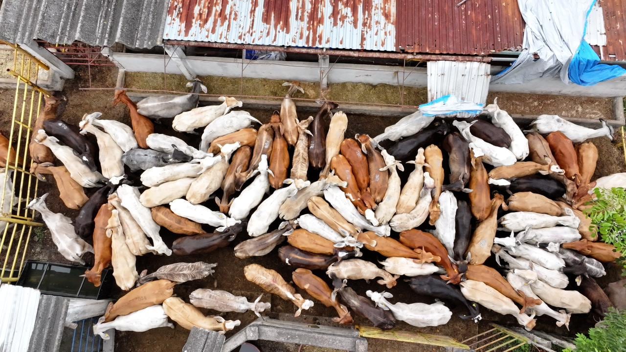 Tabasco proyecta entregar más de 7 mil novillonas y 700 sementales en 2026.