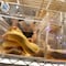 Serpiente le muerde el pene a un hombre mientras hacia del baño