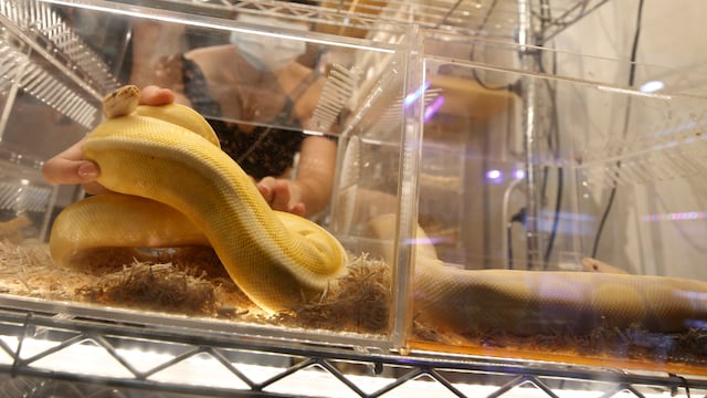 Una serpiente pitón