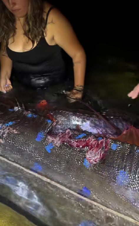 Peces remo en México