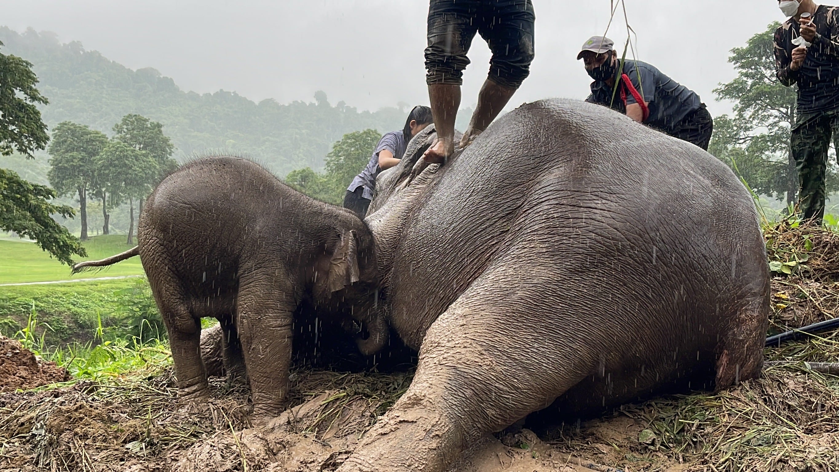 Un bebé elefante y su madre fueron rescatados