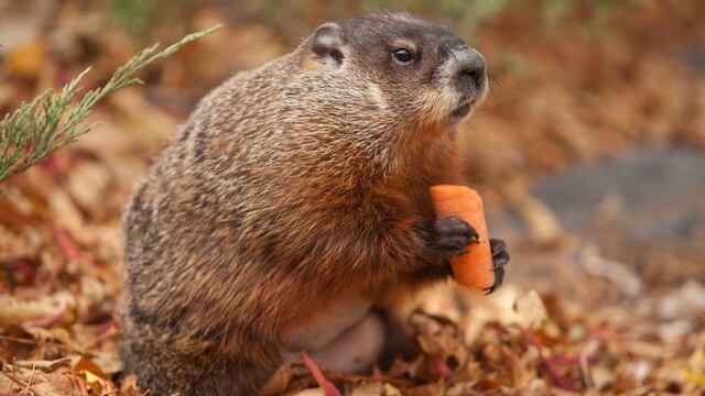 Fotografía de la marmota, antes de perder la vida.