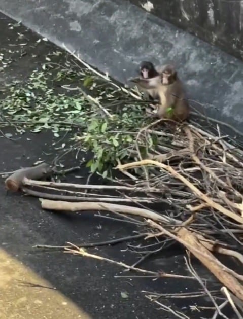 Videos del mono Punch con su nueva pareja se vuelven virales