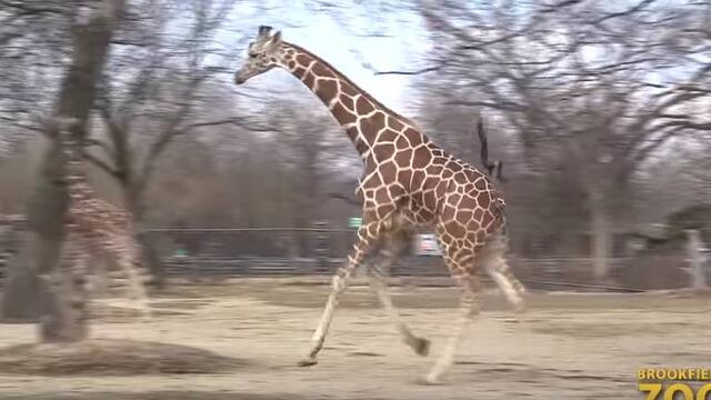 Jirafa enloquece.