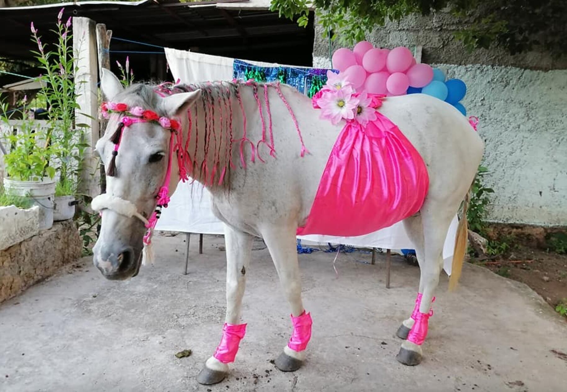 La yegua en su 'baby shower'