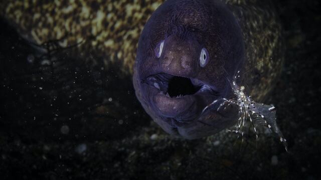 Anguila.