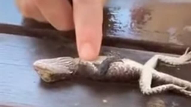 Con RCP, bombero salvó a un reptil pequeño.