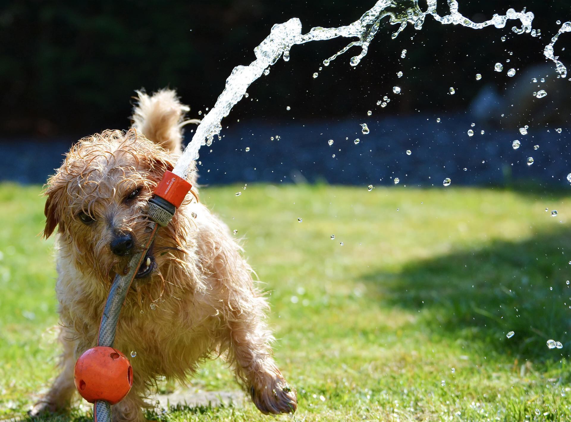 Perro con manguera de agua