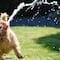 ¿Cómo evitar que mi perro sufra un golpe de calor? Los mejores 7 tips de expertos