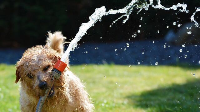 Perro con manguera de agua