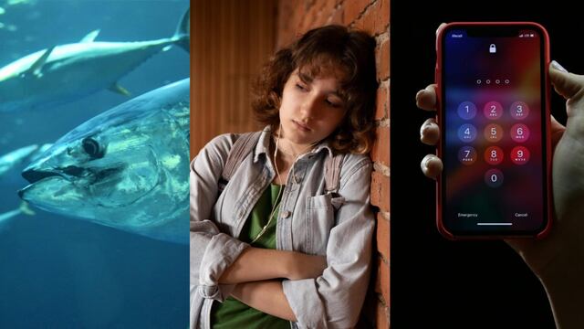 Este 2 de mayo es el Día Mundial del Atún, Día Internacional contra el Bullying o el Acoso Escolar y Día Mundial de la Contraseña