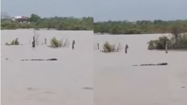 Cocodrilo en Sinaloa