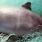 Vaquitas marinas, entre las redes de la extinción