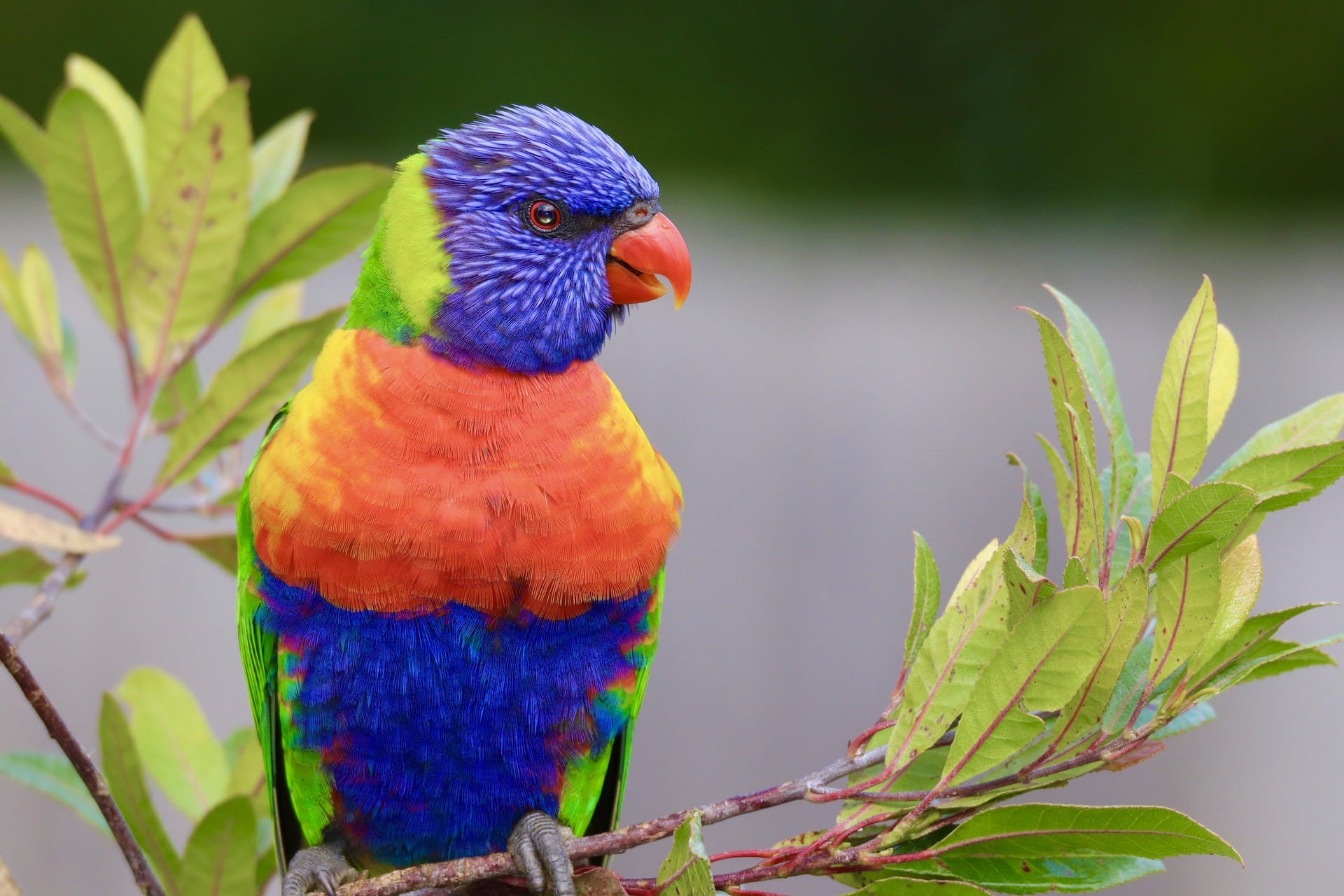 Loro