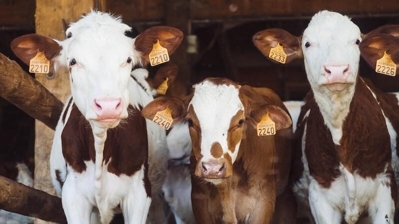 Vacas
