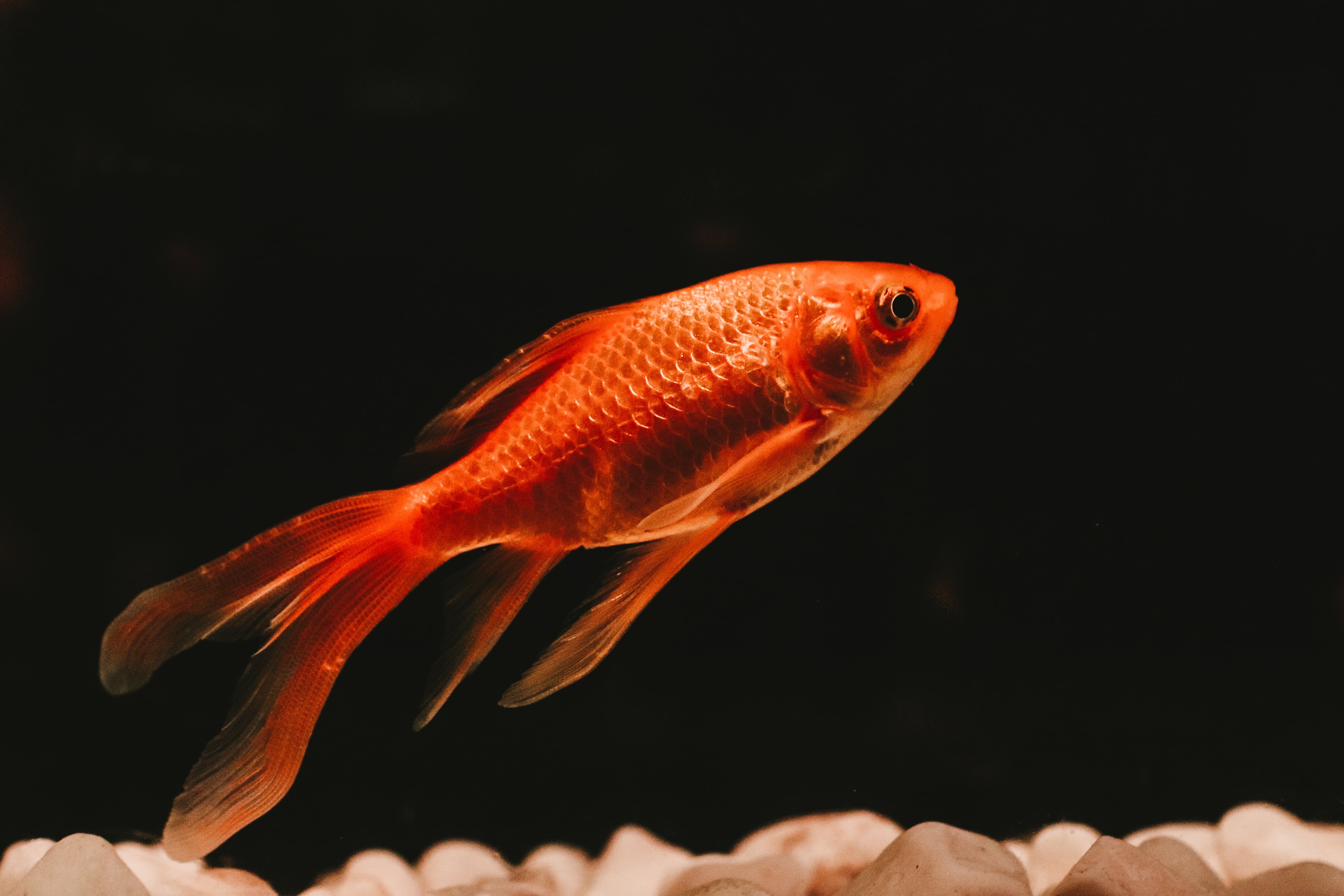 Pez dorado