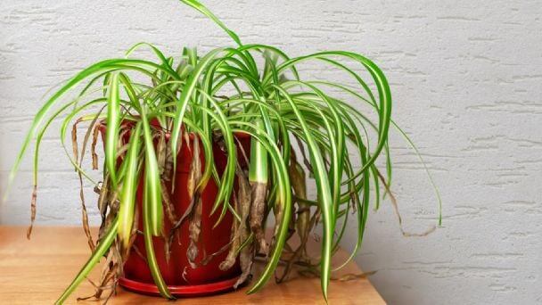 Planta marchita