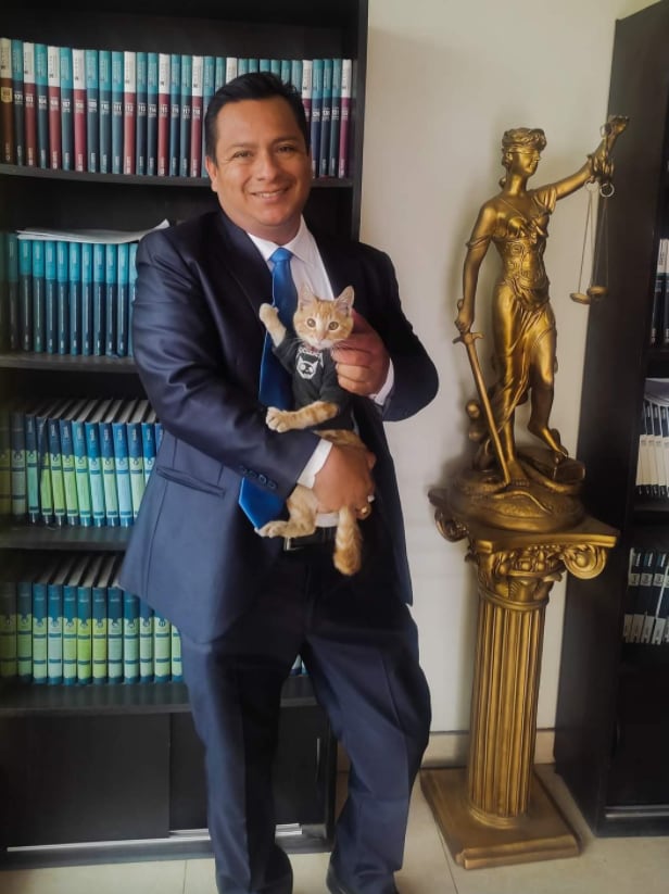 Simba, el gatito rescatado que es "abogado"