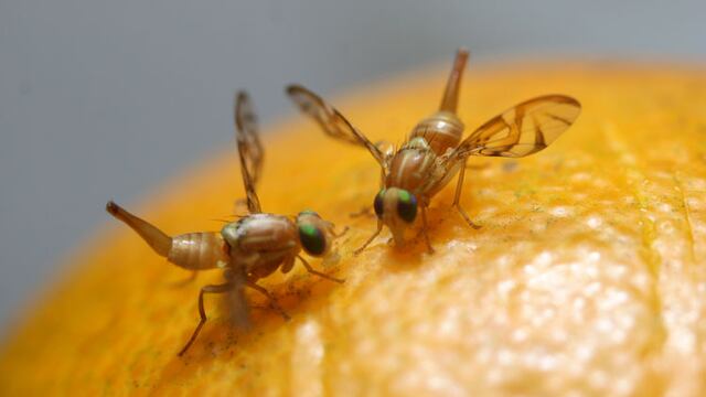 ¿A qué sabe el sexto sabor? El descubrimiento hecho gracias a las moscas de la fruta