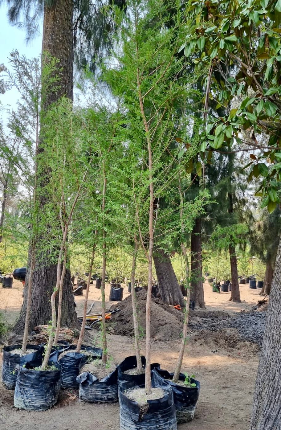 Ahuehuete y el ahuehuete de Reforma/Secretaría del Medio Ambiente de la CDMX