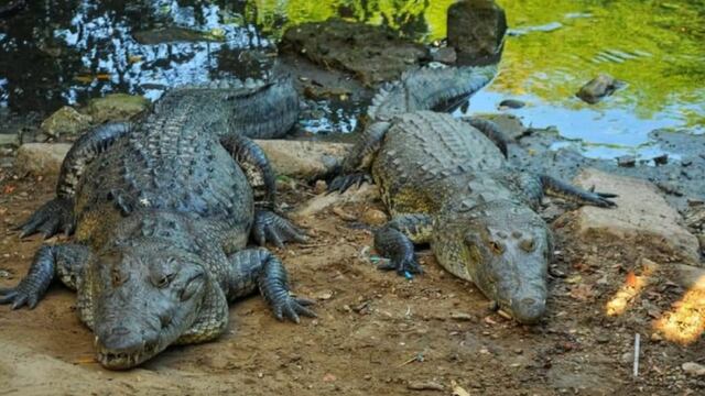 Hay tantos cocodrilos en Tamaulipas que van a hacer un censo