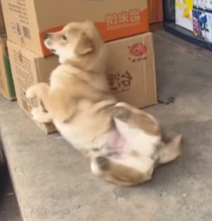 Perrito no soportó el viernes de chamba