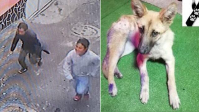 Buscan a los asesinos de la perrita Waffle en Milpa Alta