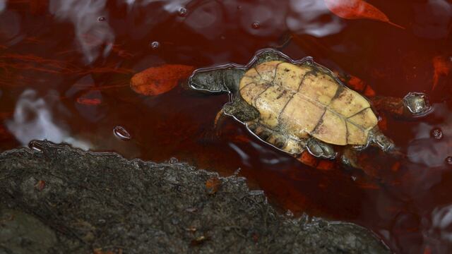 Derrame de gasolina en Río Hondo, en Tierra Blanca, Veracruz. Foto: Félix Márquez / Cuartoscuro