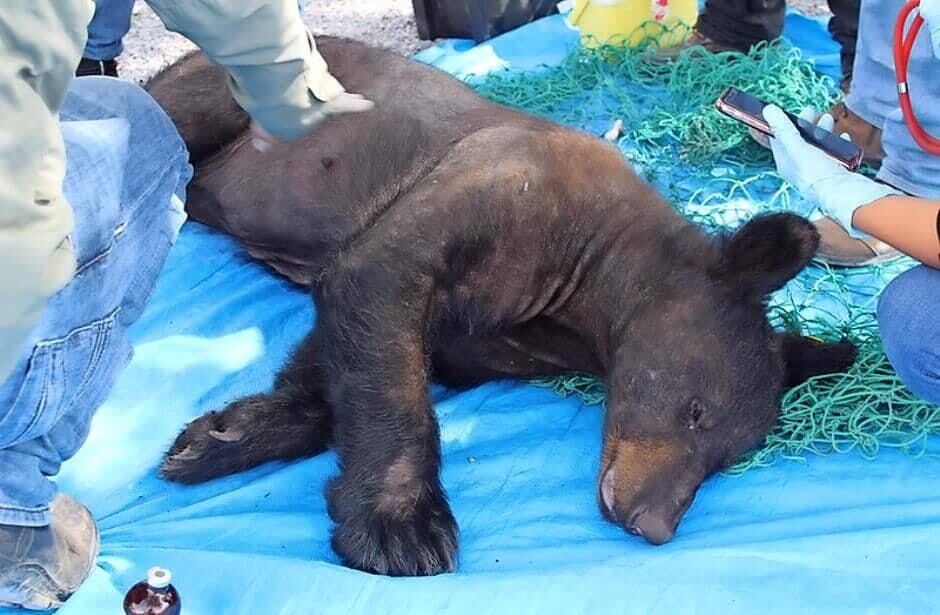 El oso ya había sido visto varias veces buscando alimento