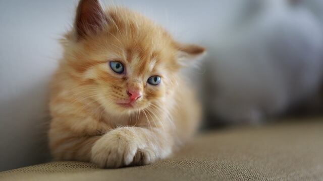 Liosha, el gato héroe que salvó a su dueña.