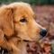 Hombre mata a perro de una patada; “quería proteger a mi hijo del animal”, dice