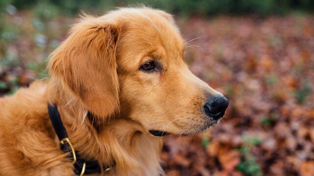 Perro