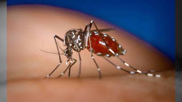 Una estudiante del Cicimar descubrió lo positivo que resulta la proteína lectina de las algas marinas por sus atributos antivirales. 