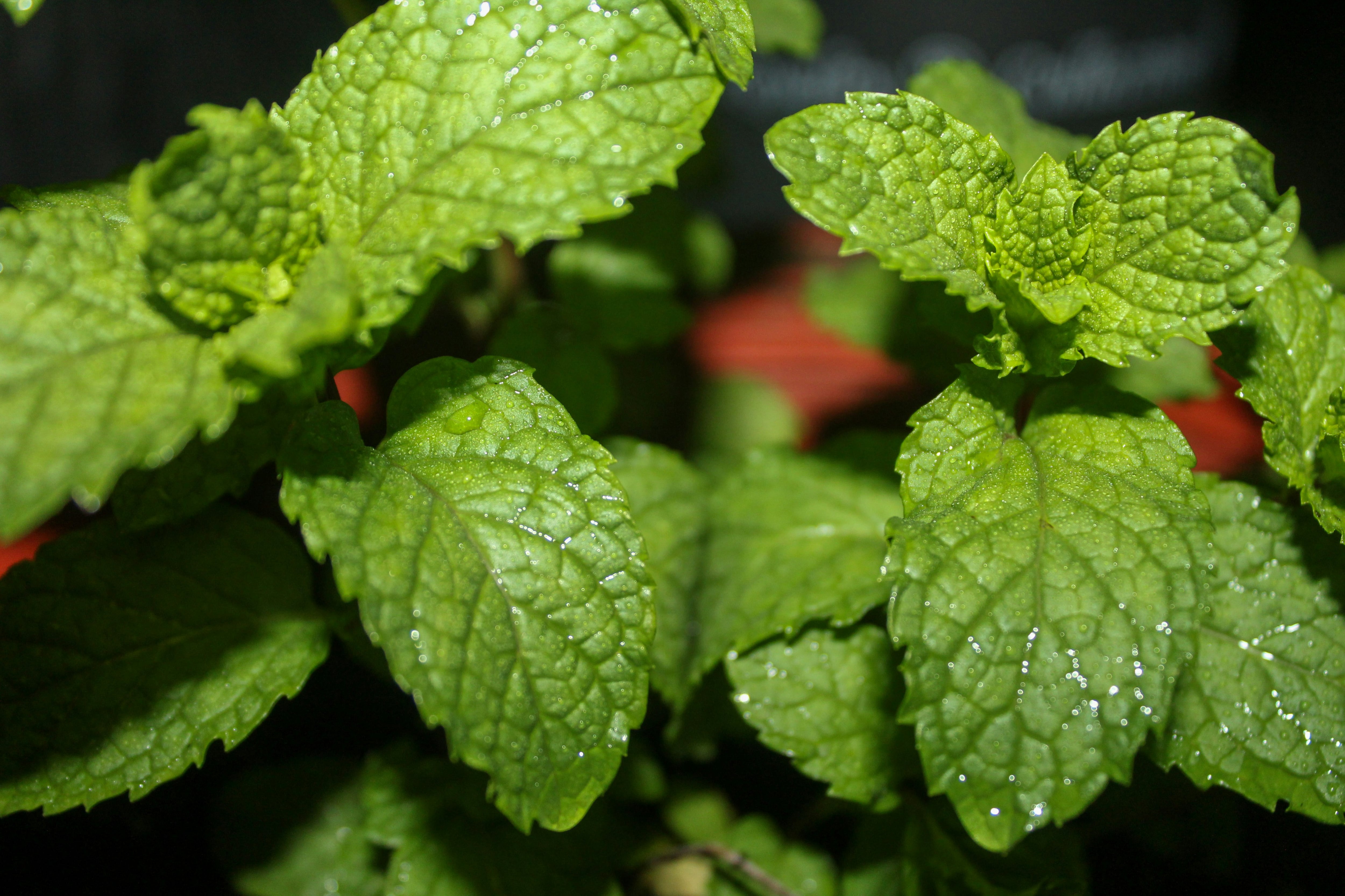 Menta