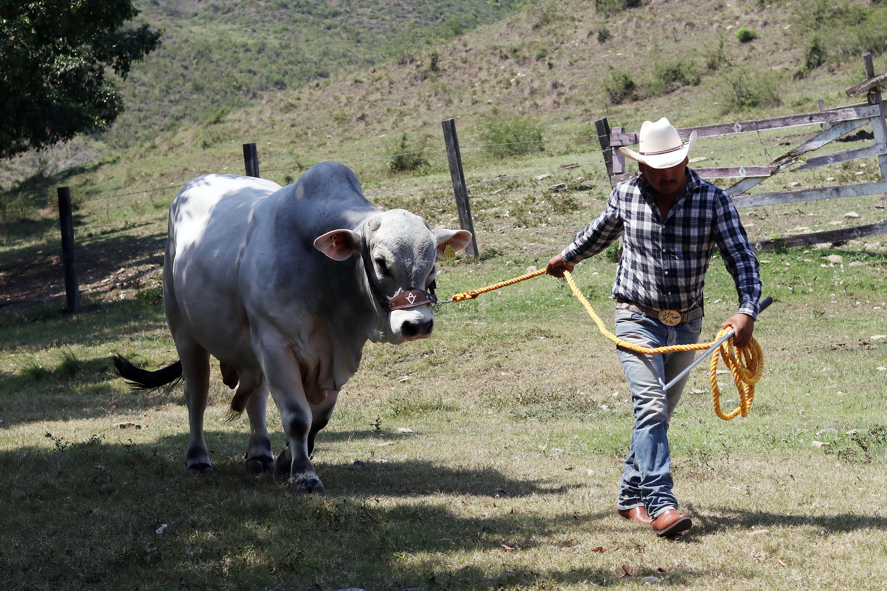 Rabia Bovina.