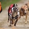 12 galgos dan positivos por cocaína